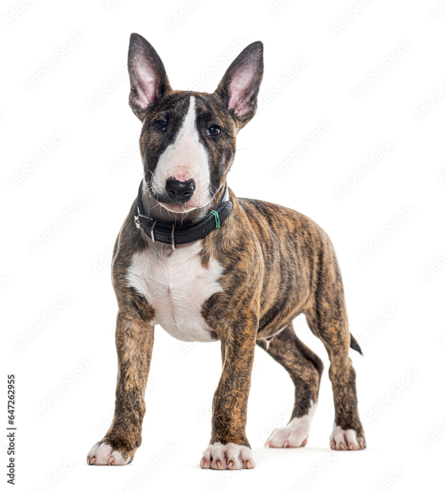 Standing Bull Terrier looking at the camera, isolated on white