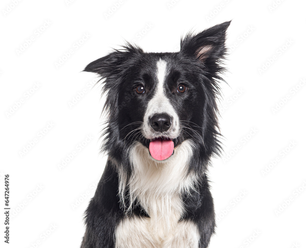 Head shot of a Young Black and white Border collie panting looking at the camera, One year old, Isolated on white