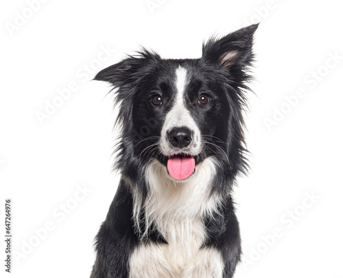 Head shot of a Young Black and white Border collie panting looking at the camera, One year old, Isolated on white