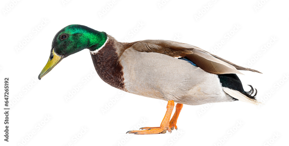 Obraz premium Side view of a Mallard Duck standing head down, Anas platyrhynchos, isolated on white
