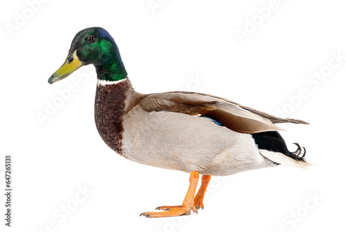 Side view of a Mallard Duck standing, Anas platyrhynchos, isolated on white