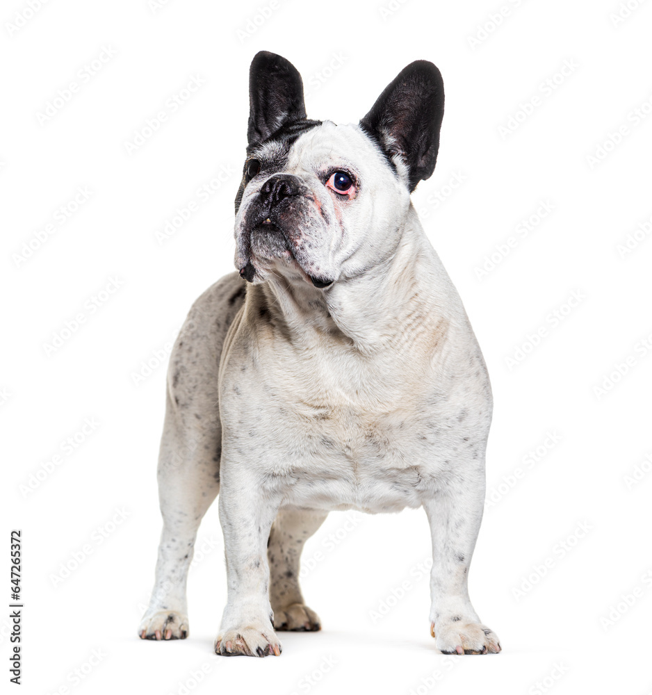 Black and white french bulldog standing, looking away, Isolated on white