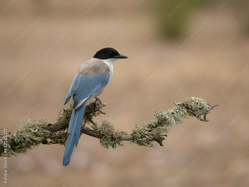 Fototapeta premium Azure-winged magpie, Cyanopica cyanus