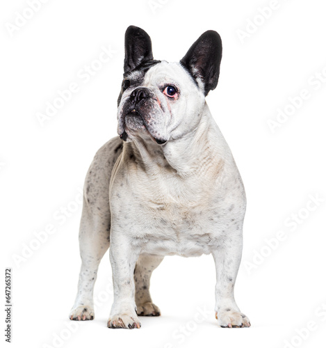 Black and white french bulldog standing, looking away, Isolated on white © Eric Isselée