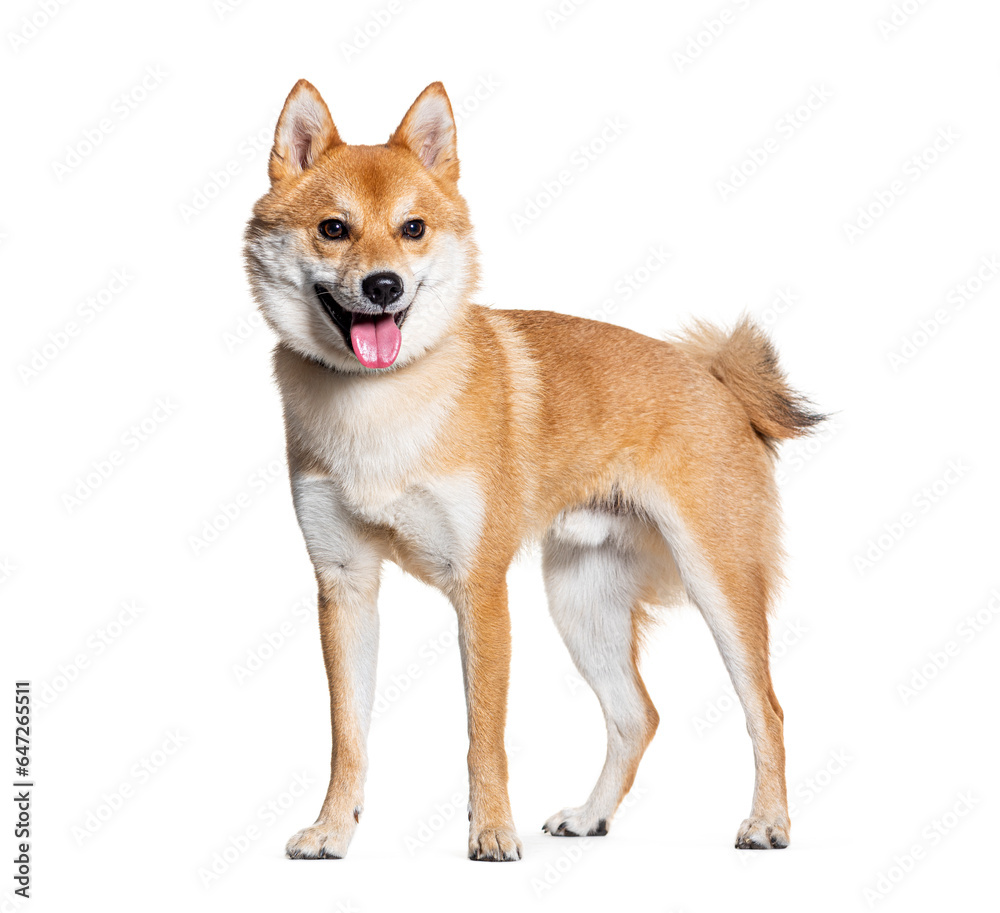 side view of a standing Crossbreed dog, crossed with a shiba inu dog, Isolated on white