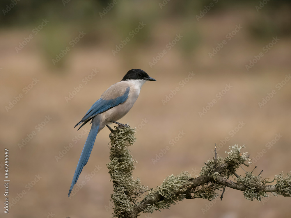Axzure-winged magpie, Cyanopica cyanus Axzure-winged magpie, Cyanopica cyanus