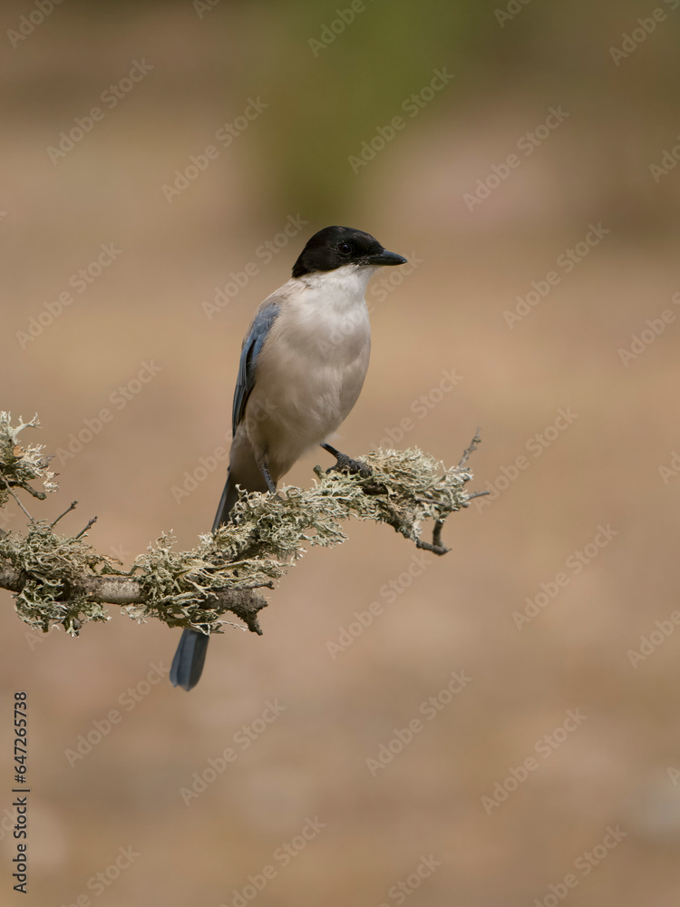 Axzure-winged magpie, Cyanopica cyanus Axzure-winged magpie, Cyanopica cyanus