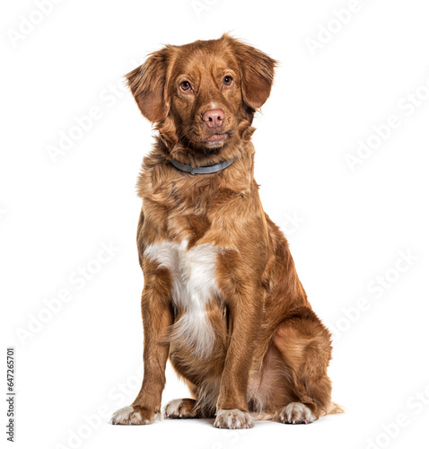 Fototapeta Naklejka Na Ścianę i Meble -  Toller or Nova Scotia Duck Tolling Retriever with a collar sitting and looking at the camera, Isolated on white, Isolated on white
