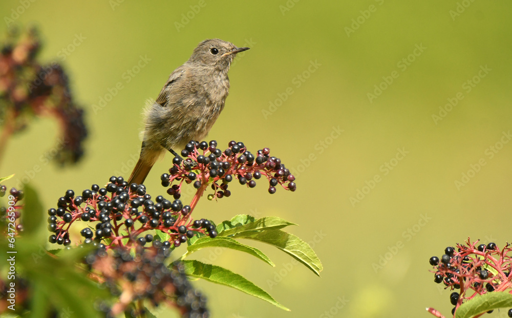 Naklejka premium Colirojosobre sauco en otoño