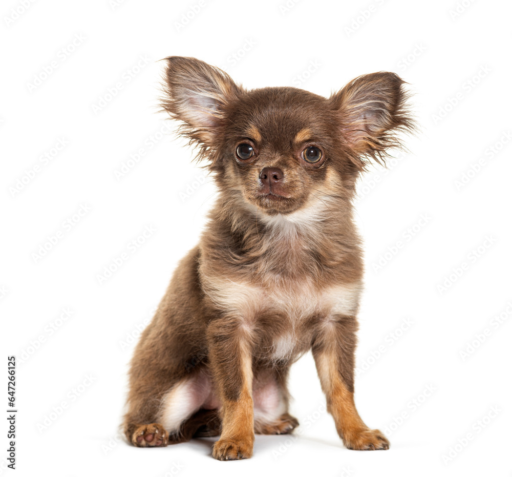 Sitting chihuahua with big ears, isolated on white Sitting chihuahua with big ears, isolated on white