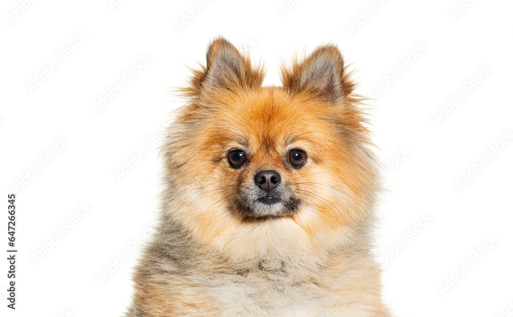 Head shot of a Pomeranian looking at the camera, isolated on white