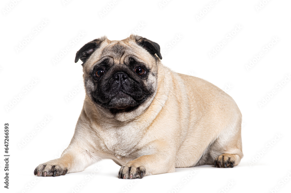 Pug lying down looking at the camera, isolated on white Pug lying down looking at the camera, isolated on white