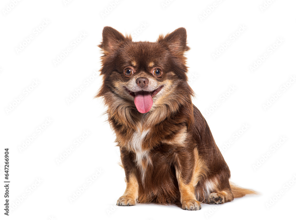Happy smiling small brown Chihuahua sitting and looking at the camera, isolated Happy smiling small brown Chihuahua sitting and looking at the camera, isolated