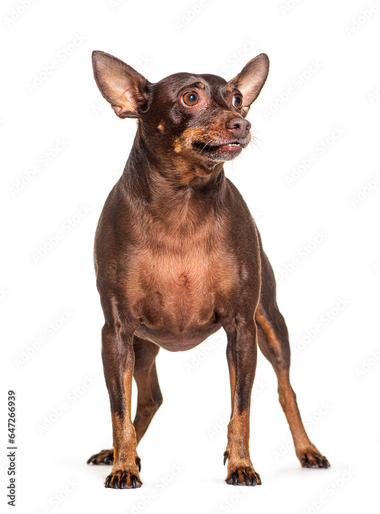 Pinscher dog, isolated on white Pinscher dog, isolated on white
