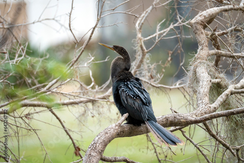 A big anhinga bird resting on tree branch in Florida wetlands © bilanol