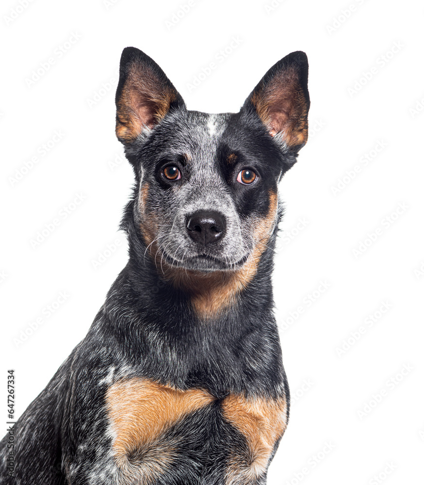 Head shot of a Australian Cattle Dog looking at the camera, isolated