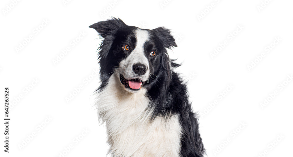 Head shot of a panting Border collie looing back away a copy text place , isolated on white