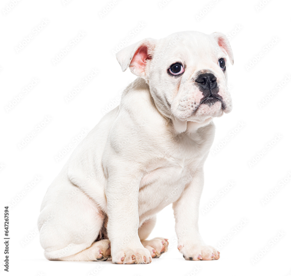 White English bulldog Puppy Sitting looking away, ten weeks old, isolated on white