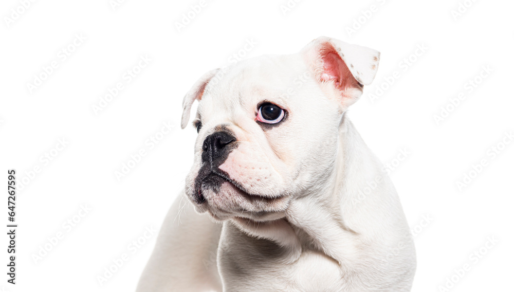 Head shot of a White English bulldog Puppy, ten weeks old, isolated on white