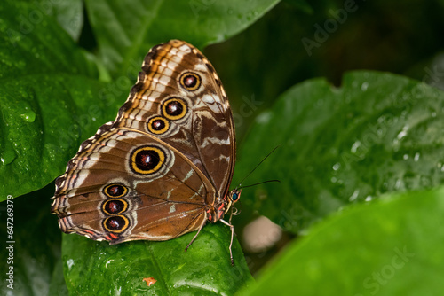 Helenor Morpho - Morpho helenor, beautiful large colored butterfly from Latin America woodlands and forests, Panama. photo