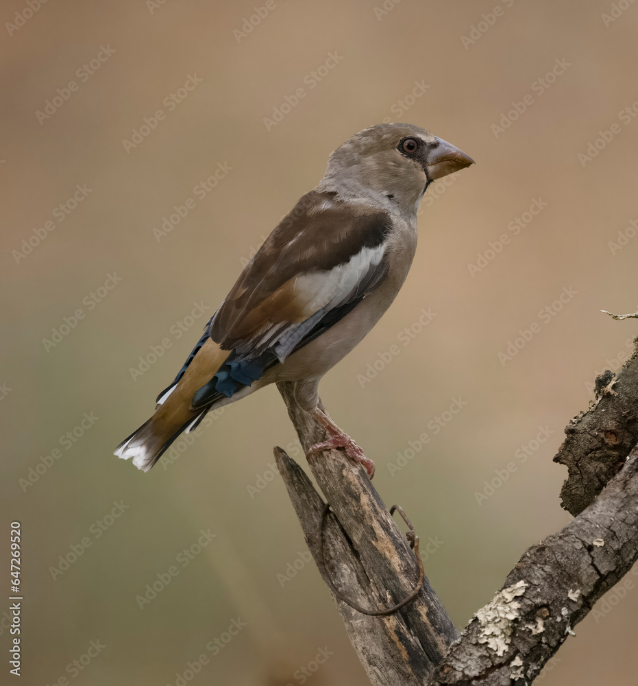Obraz premium Hawfinch, Coccothraustes coccothraustes