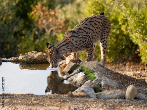 Iberian lynx, Lynx pardinus