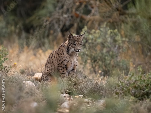 Iberain lynx, Lynx pardinus