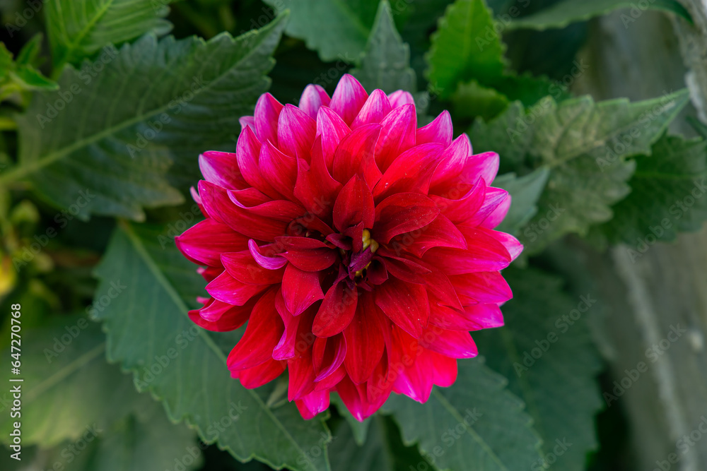 Pink flower close-up in the garden Pink flower close-up in the garden