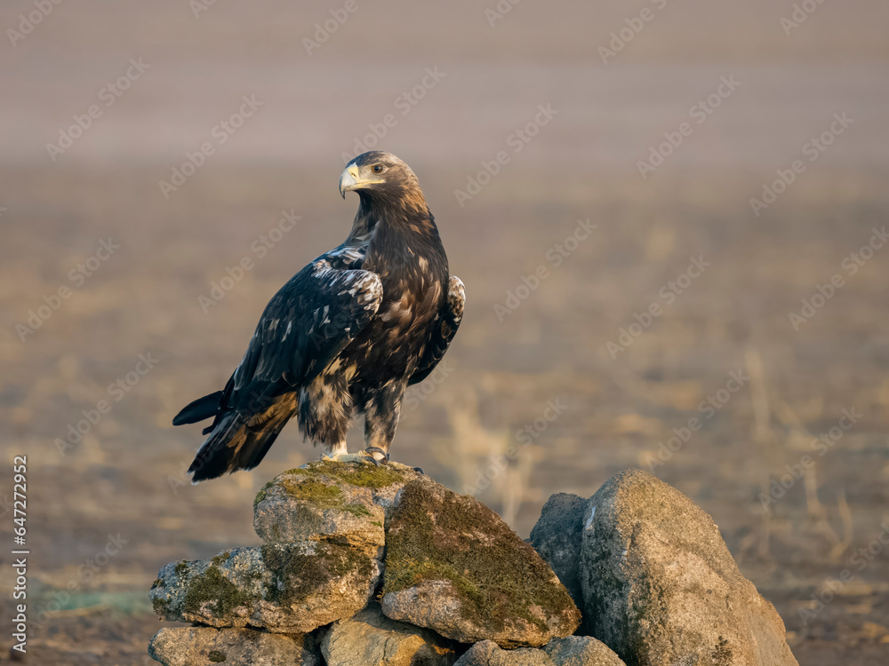 Fototapeta premium Spanish imperial eagle, Aquila adalberti