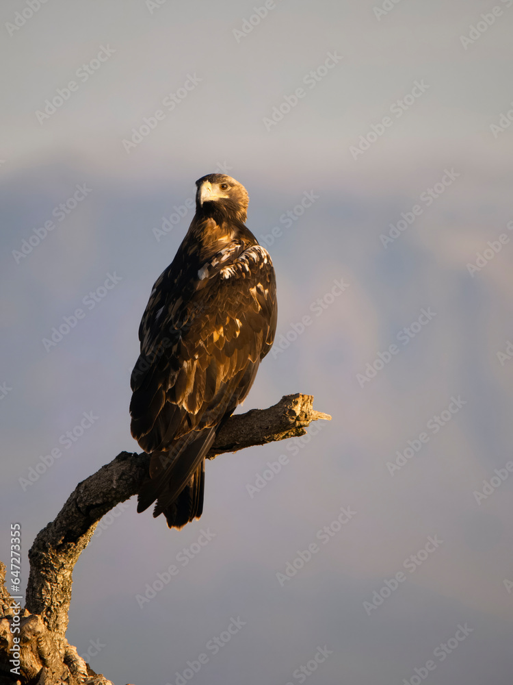 Fototapeta premium Spanish imperial eagle, Aquila adalberti