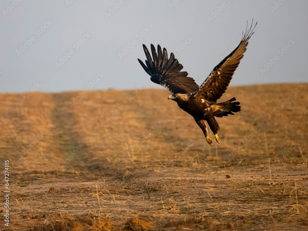 Spanish imperial eagle, Aquila adalberti Spanish imperial eagle, Aquila adalberti