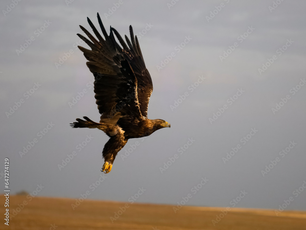 Obraz premium Spanish imperial eagle, Aquila adalberti