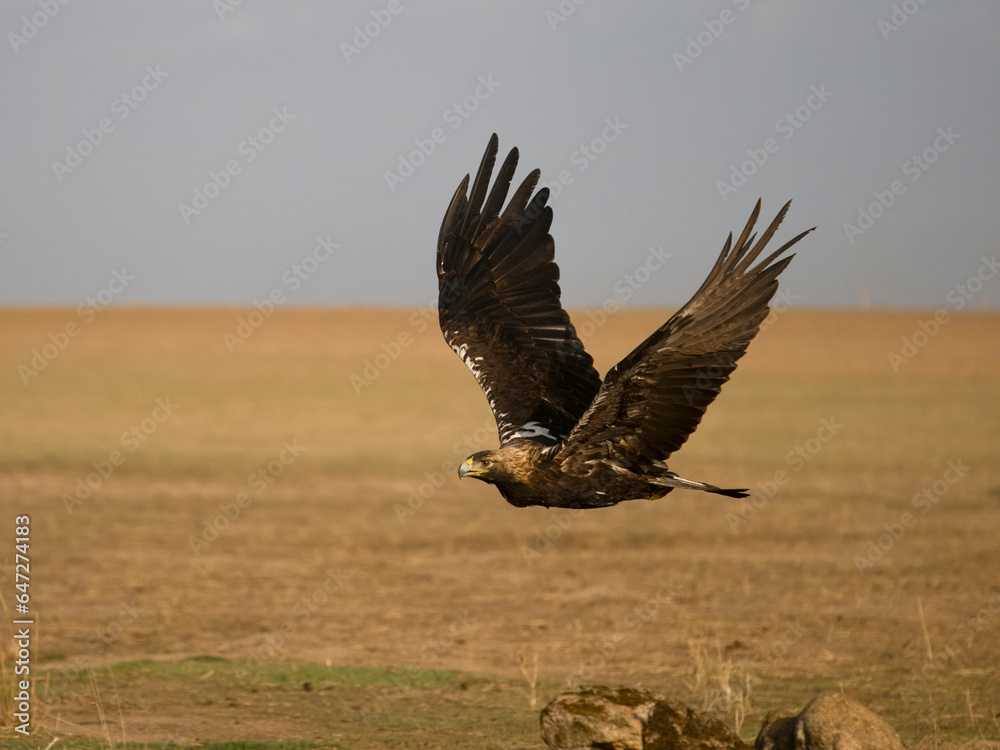 Spanish imperial eagle, Aquila adalberti Spanish imperial eagle, Aquila adalberti
