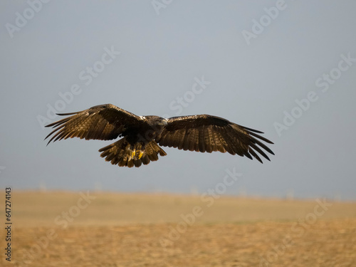 Spanish imperial eagle, Aquila adalberti © Erni