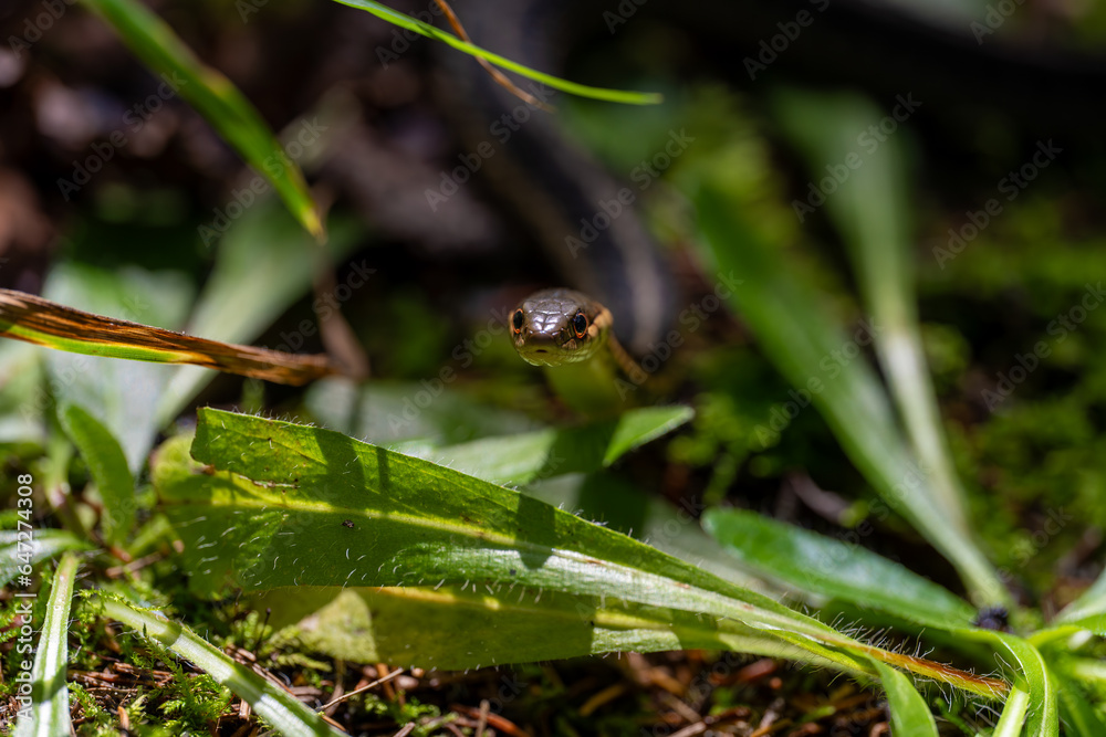 Fototapeta premium couleuvre