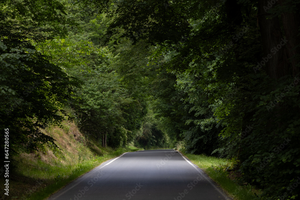 Obraz premium Scenic road in the middle of the forest