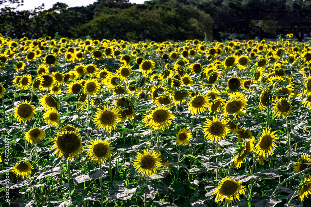 Obraz premium 長崎鼻のヒマワリ