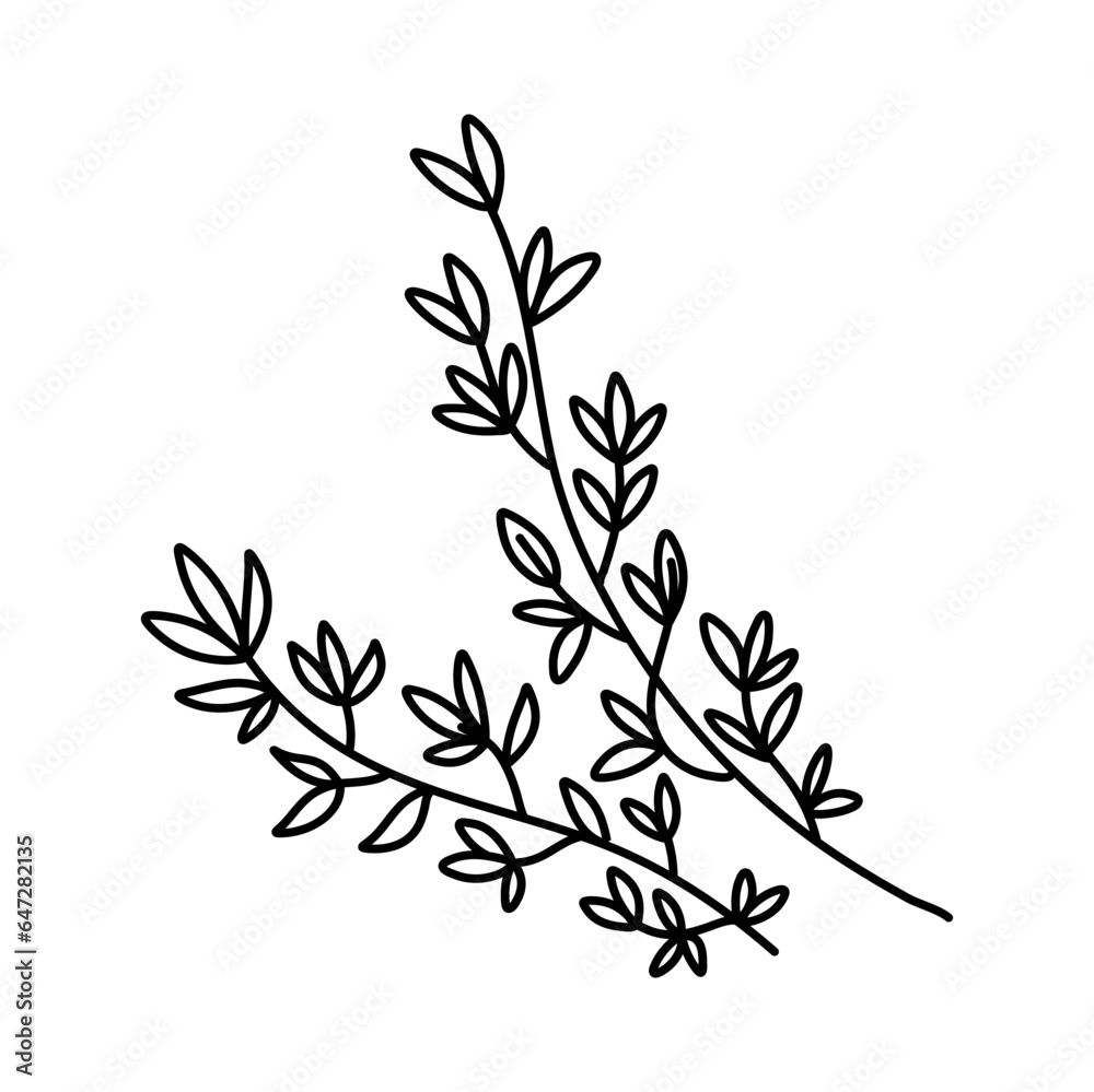Hand drawn thyme branch with leaves, monochrome sketch style vector illustration isolated on white background Hand drawn thyme branch with leaves, monochrome sketch style vector illustration isolated on white background