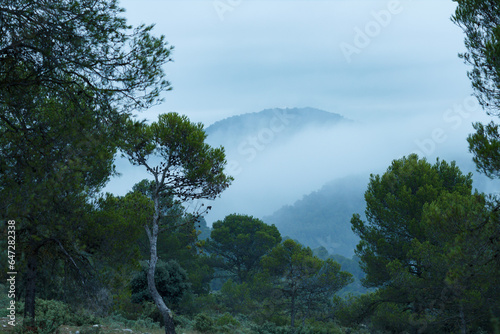Paisaje con niebla y nubes en el bosque de la zona forestal de San Antonio en Alcoi, España © Diego Cano Cabanes