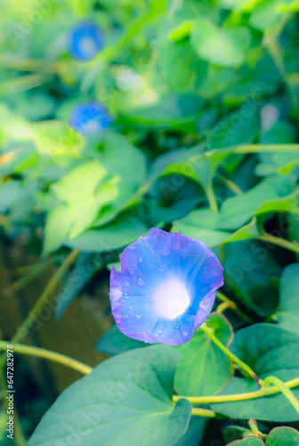 beautiful morning glory