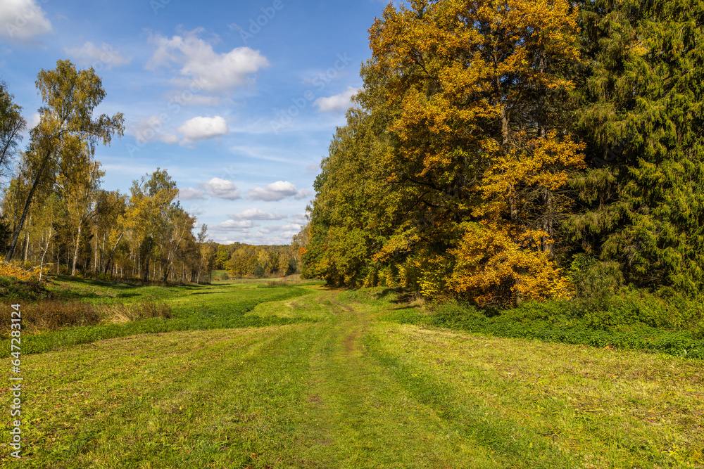 sunny autumnal mowed meadow and yellow forest on its edges with blue sky with white clouds