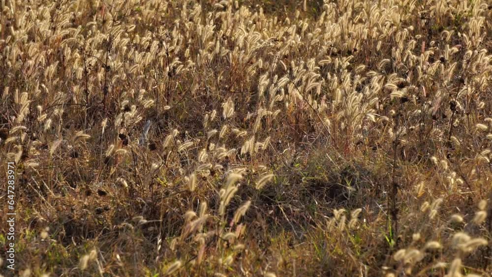 Foxtail lawn Foxtail lawn