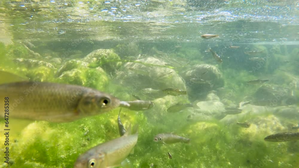 shoal of freshwater fish swim in the colorful mossy underwater of the Mollarino stream in Villa Latina,on a September day in the Italian Lazio region