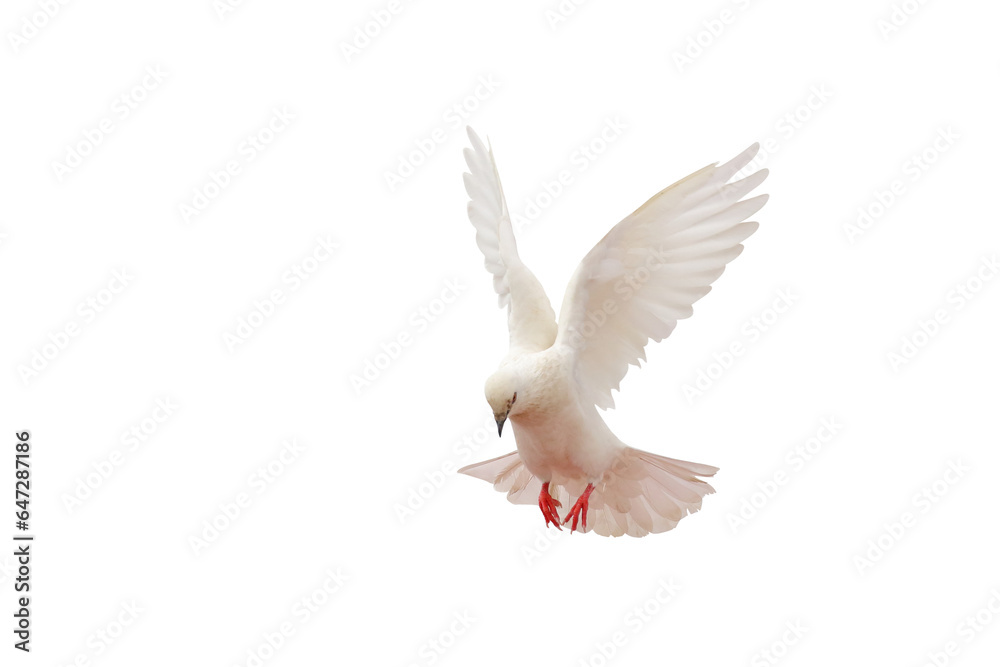 Fototapeta premium Beautiful of White dove flying isolated on transparent background png file