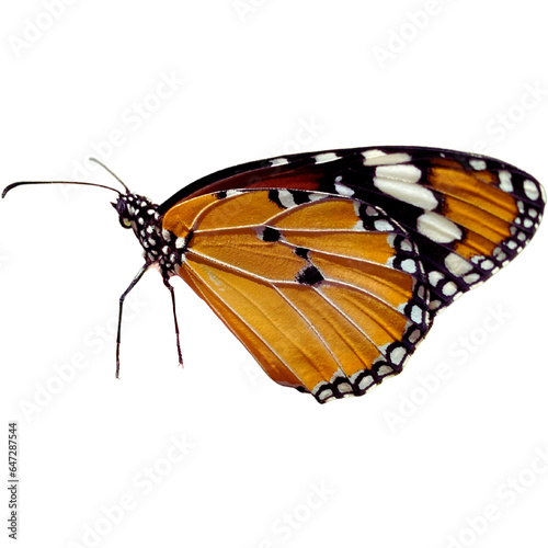 Photo of an orange butterfly with white stripes and black spots. Facing left on a transparent background © Lalita