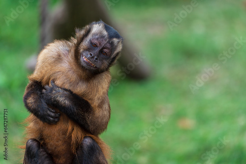 A monkey that mimics human expressions and behavior.
(tufted capuchin (Sapajus apella))(mocking expression)