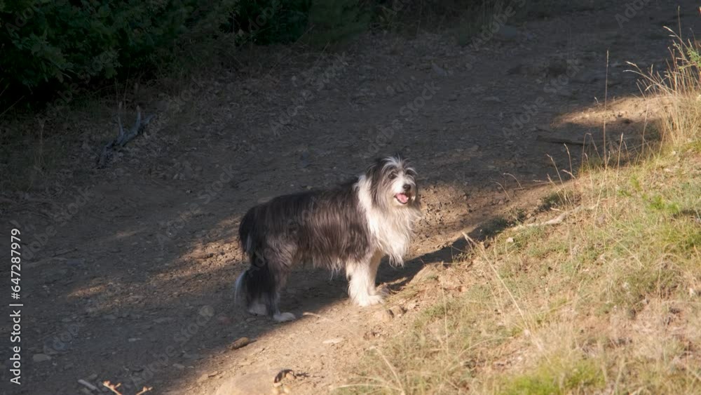 border collie dog on a path in the woods border collie dog on a path in the woods