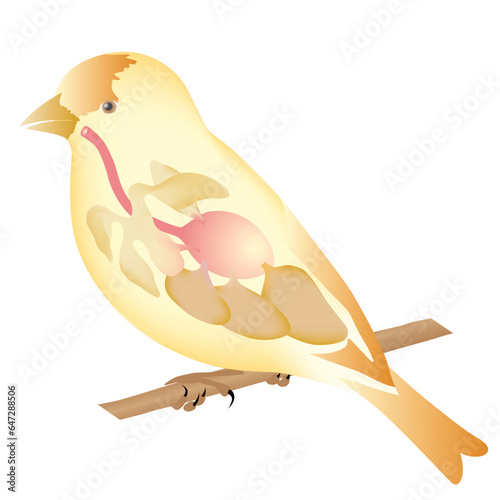 bird respiratory system bird on a branch