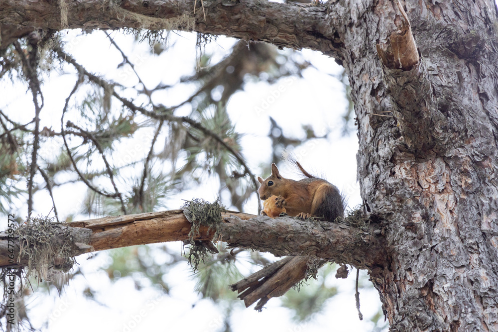 Obraz premium joke, jay crow, finch, tree, nature, animal, wildlife, branch, wood, wild, forest, squirrel, bird, brown, trunk, green,