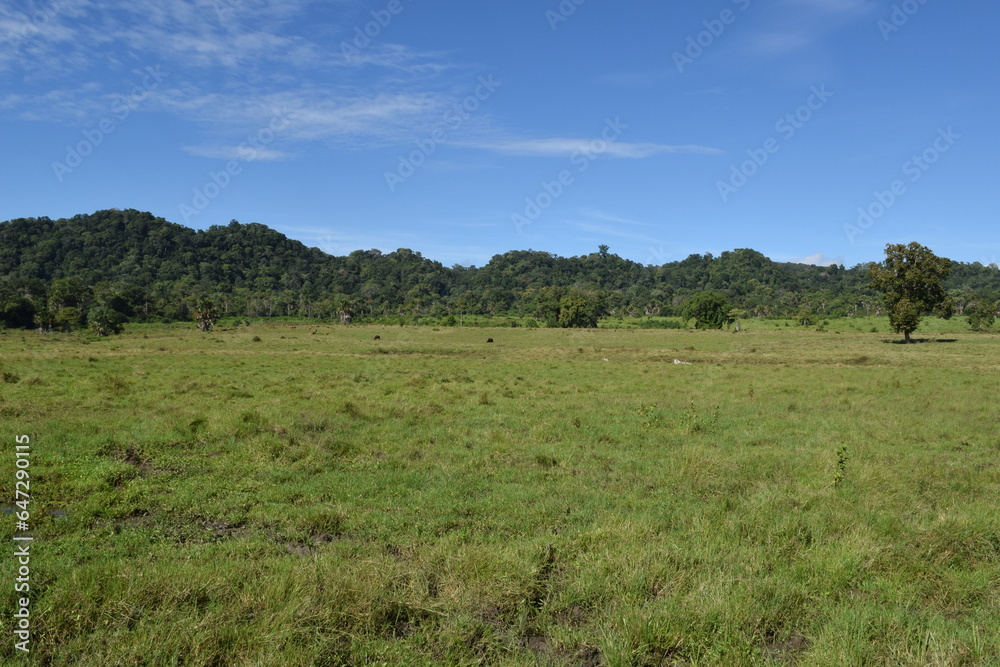 View of a landscape with wide grasslands and trees in the distance with a blue sky and several wild animals View of a landscape with wide grasslands and trees in the distance with a blue sky and several wild animals